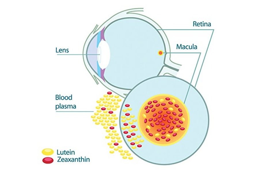 Suplemento de restauración EyePromise - 60 cápsulas de gel blando que contienen luteína, vitamina C, vitamina D, vitamina E, aceite de pescado Omega-3 y zeaxantina - Una fórmula completa patentada para la salud de los ojos - Image 9