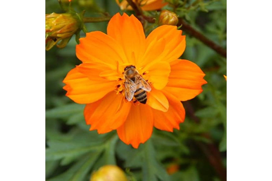Pon Lee Brasil Extracto Líquido de Propóleo de Abeja Verde Sin Alcohol 30ML 1 Paquete - Image 7